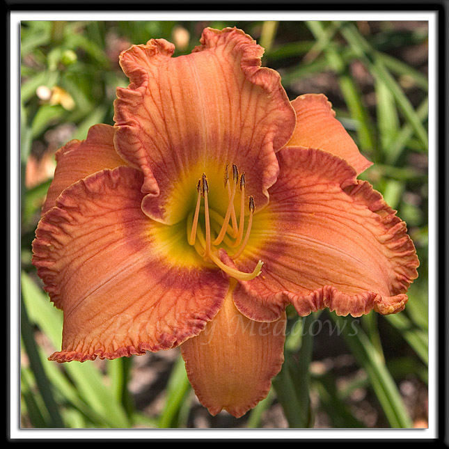 Daylily Mighty Marigold Alternate Image